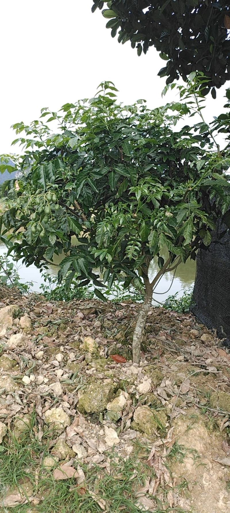 巨丰一号黄皮，仙进奉荔枝，广东第一代香水柠檬苗，