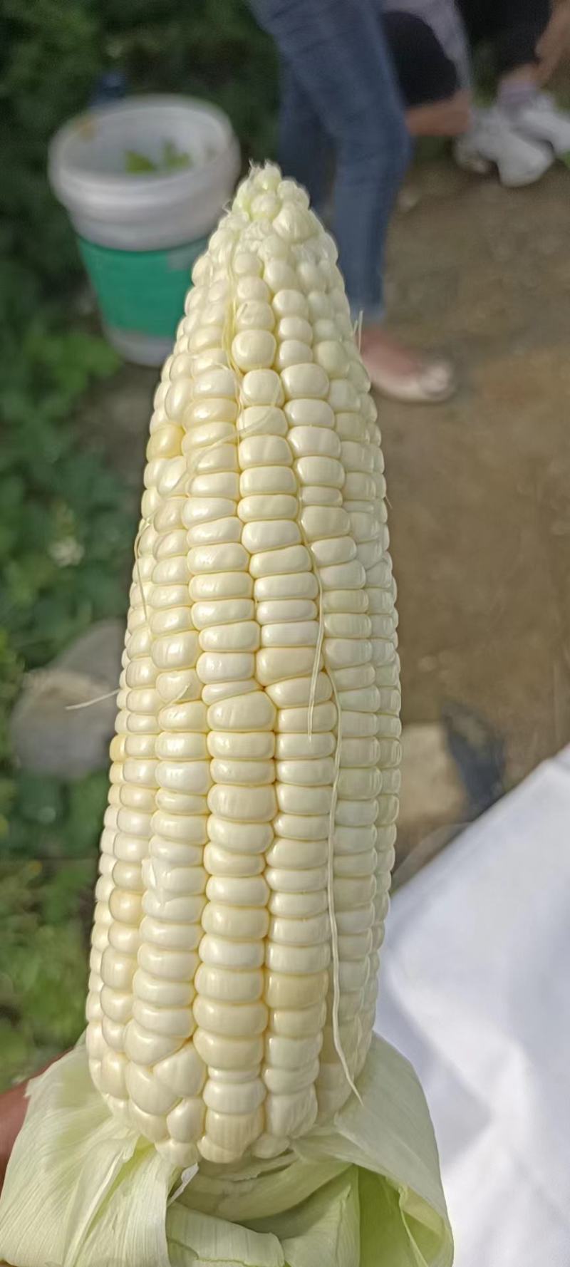 白甜糯