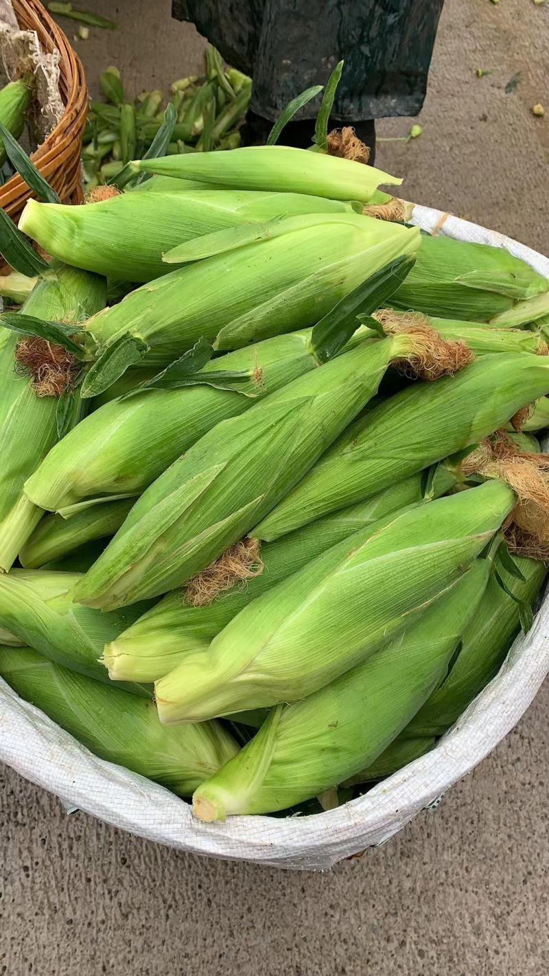 白甜糯