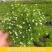 婚纱满天星盆栽细叶满天星带花发货四季开花阳台窗台观花植物