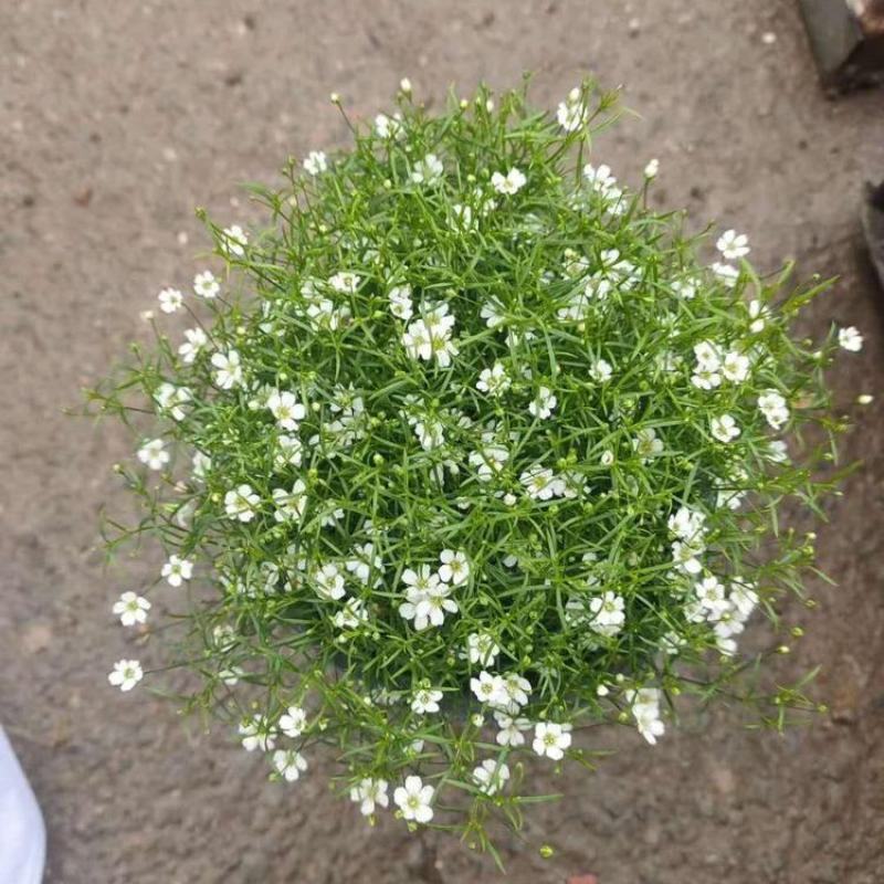 婚纱满天星盆栽细叶满天星带花发货四季开花阳台窗台观花植物