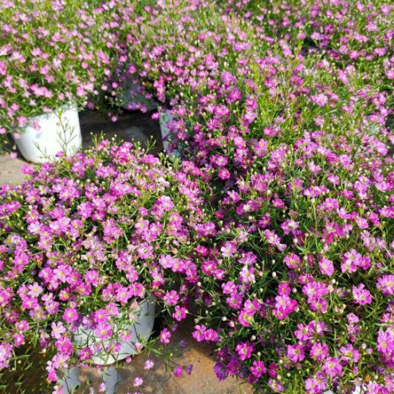 婚纱满天星盆栽细叶满天星带花发货四季开花阳台窗台观花植物