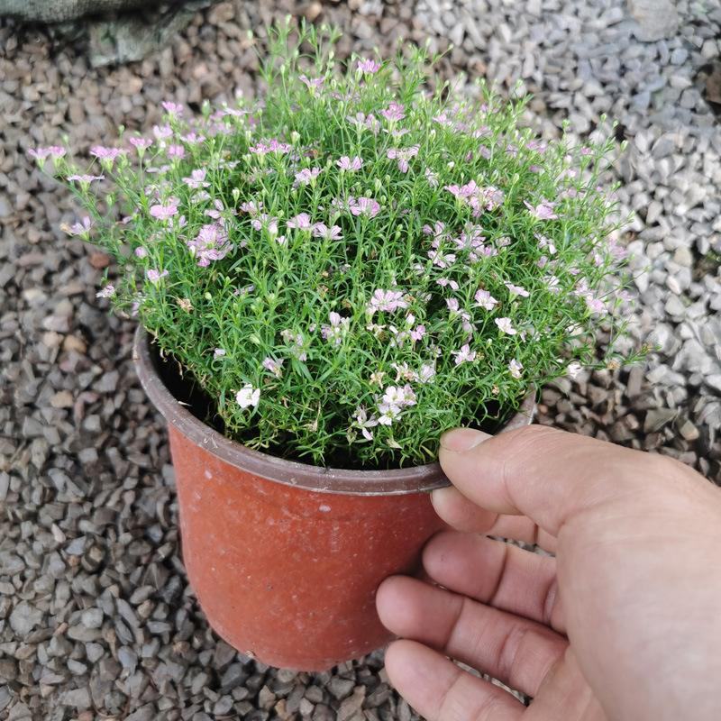 婚纱满天星盆栽细叶满天星带花发货四季开花阳台窗台观花植物