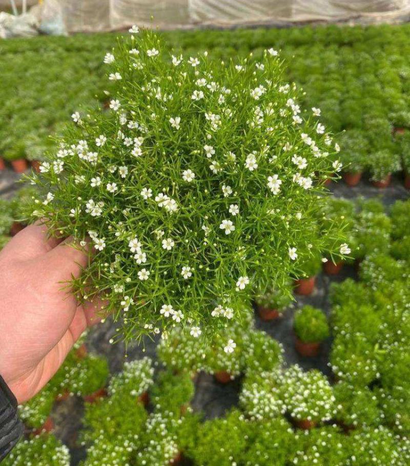 婚纱满天星盆栽细叶满天星带花发货四季开花阳台窗台观花植物