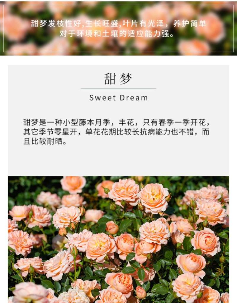 甜梦欧月藤本月季花苗阳台庭院围墙绿植盆栽爬藤花卉四季