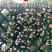 甜梦欧月藤本月季花苗阳台庭院围墙绿植盆栽爬藤花卉四季