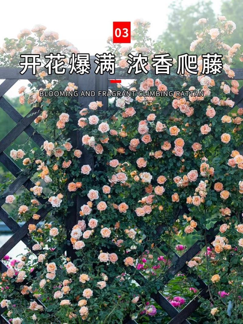 甜梦欧月藤本月季花苗阳台庭院围墙绿植盆栽爬藤花卉四季