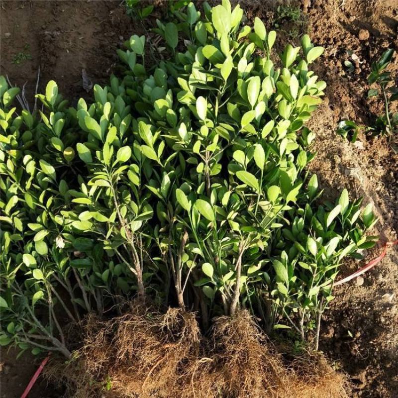 冬青苗庭院盆栽地栽绿化树苗南方北方种植大叶黄杨苗四季常青