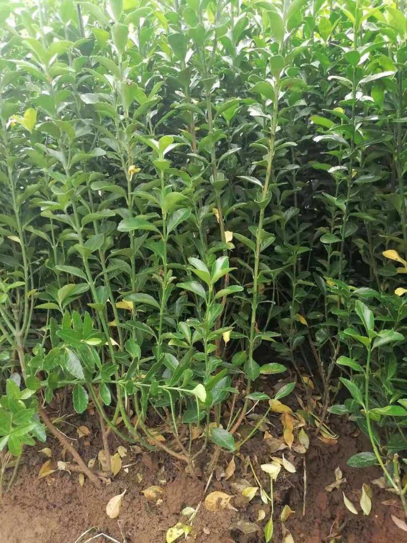冬青苗庭院盆栽地栽绿化树苗南方北方种植大叶黄杨苗四季常青