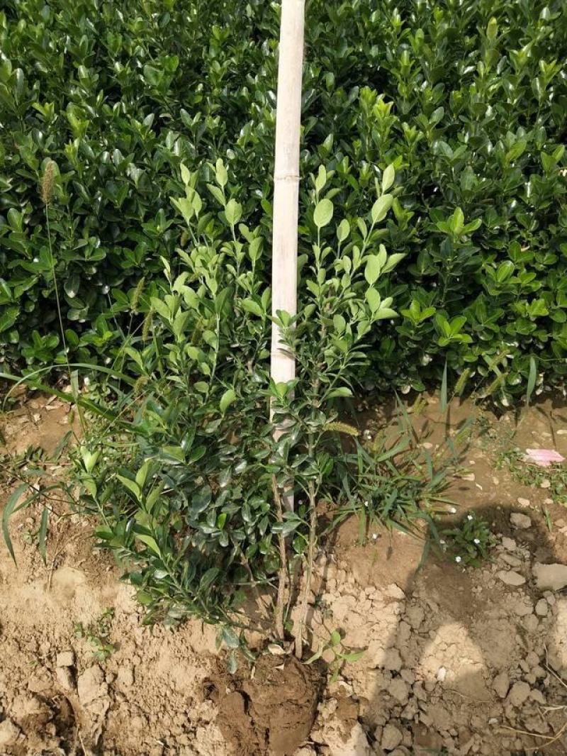 冬青苗庭院盆栽地栽绿化树苗南方北方种植大叶黄杨苗四季常青
