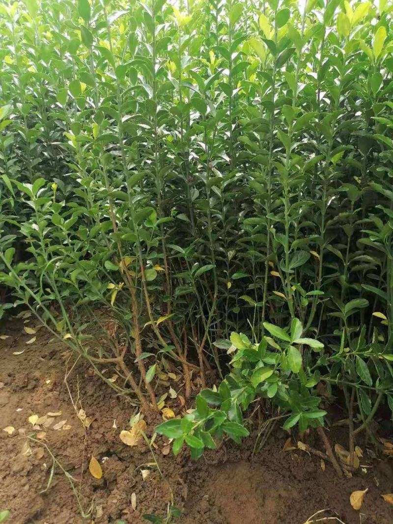 冬青苗庭院盆栽地栽绿化树苗南方北方种植大叶黄杨苗四季常青
