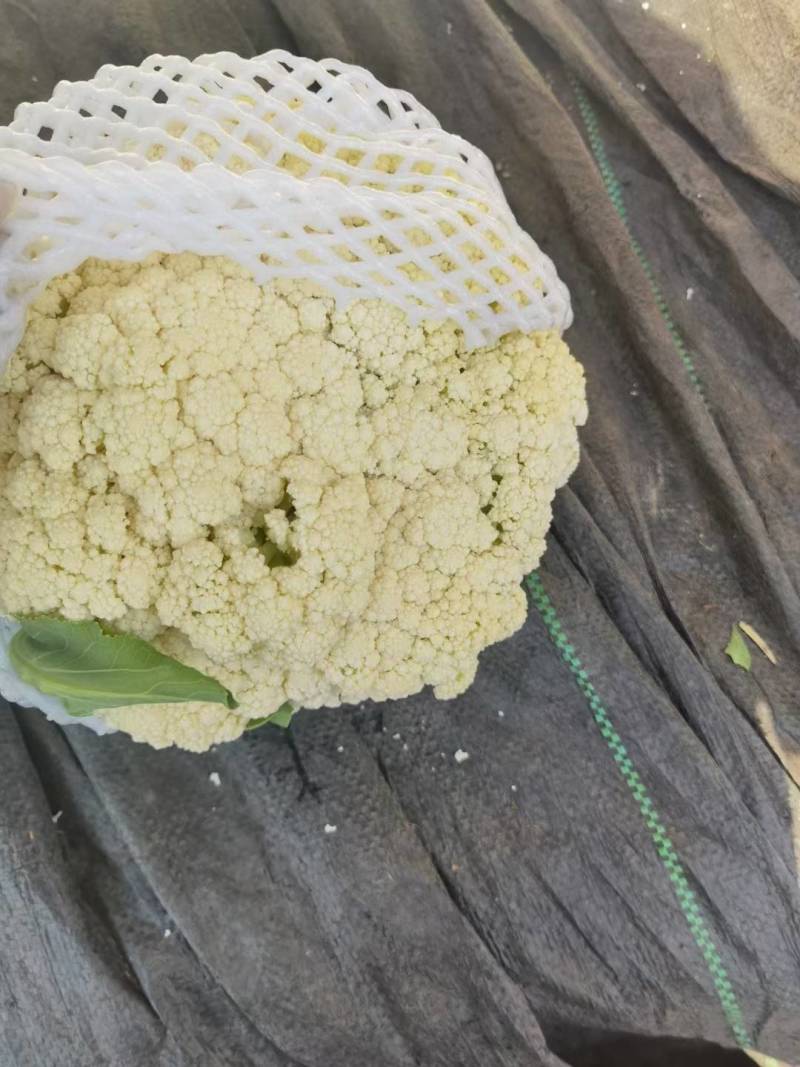 菜花河北唐山有机菜花，菜花河北唐山冷库设施齐全