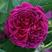 莎士比亚2000多洛库英国月季奥斯汀玫瑰爬藤玫瑰四季开花