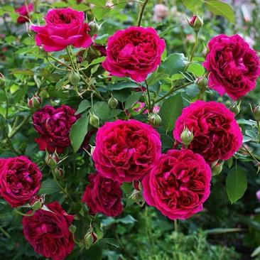 莎士比亚2000多洛库英国月季奥斯汀玫瑰爬藤玫瑰四季开花