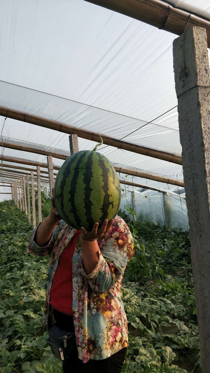 精品甜王预售中河北西瓜产地直发大量供应对接全国客商