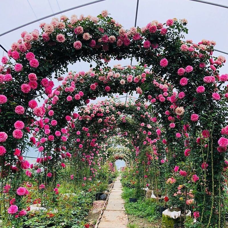 藤本月季爬藤月季2米高花苗植物花卉多季开花盆栽耐寒耐热