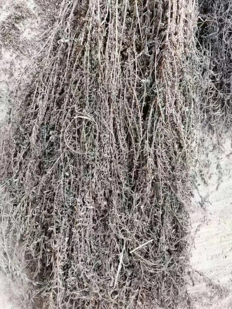 北刘寄奴