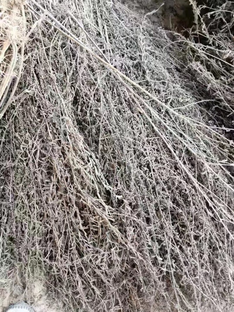 北刘寄奴