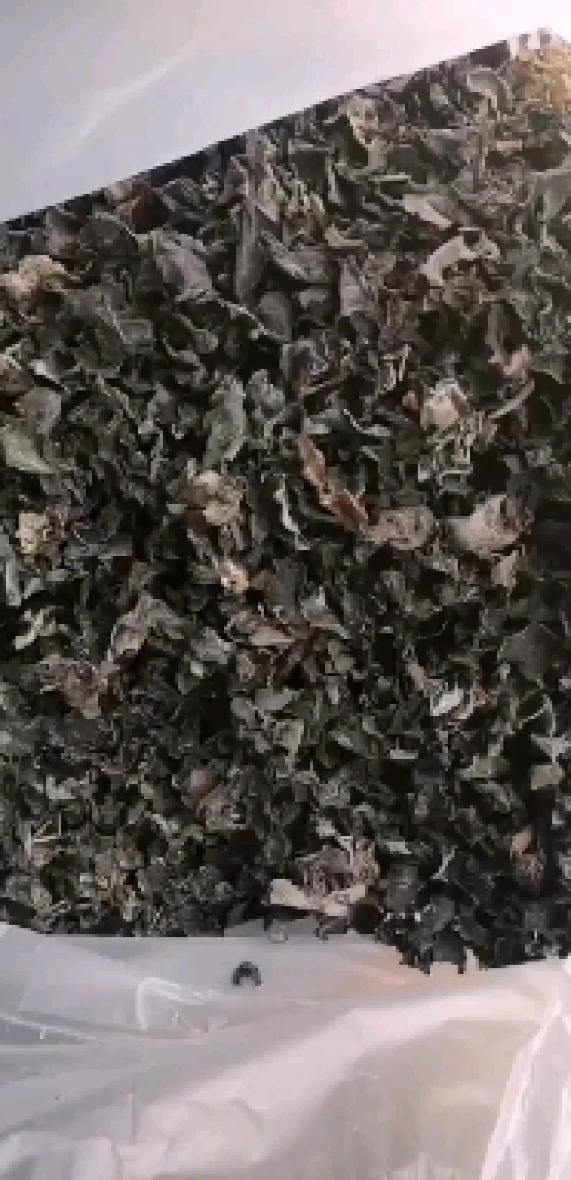 云南楚雄双柏哀牢山原始森林老家产地货源大量批发