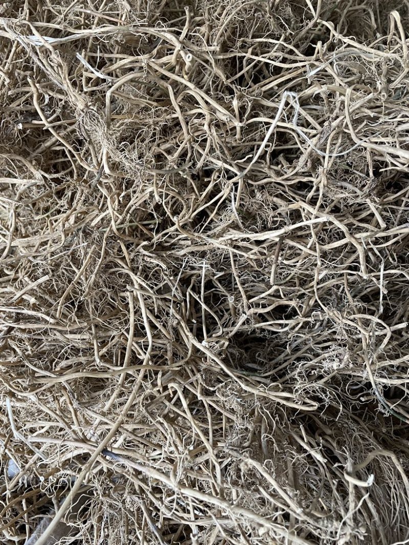白前草