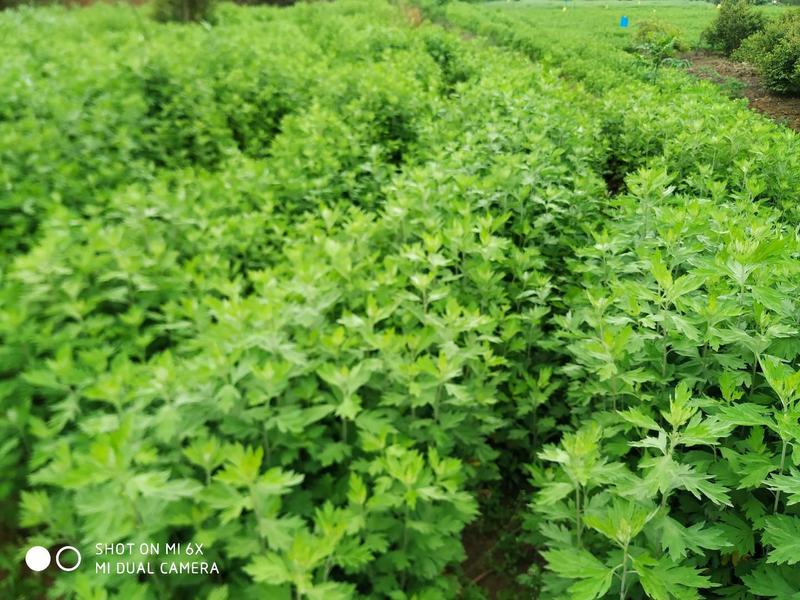 端午艾草湖北蕲春中国艾都