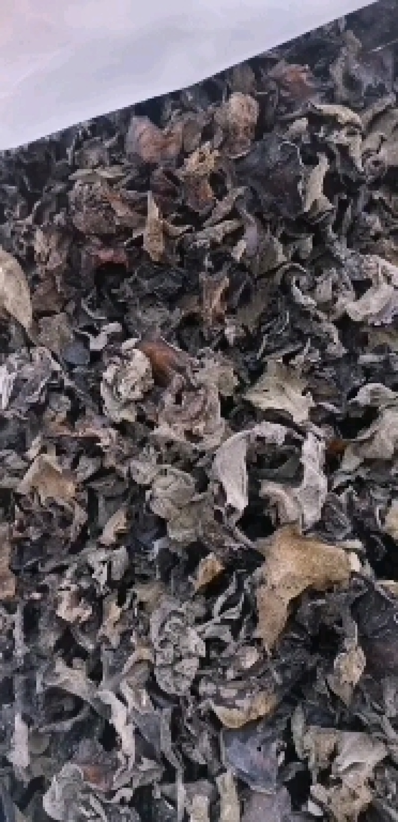云南深山老林木耳产地大量批发木耳干品量大从优