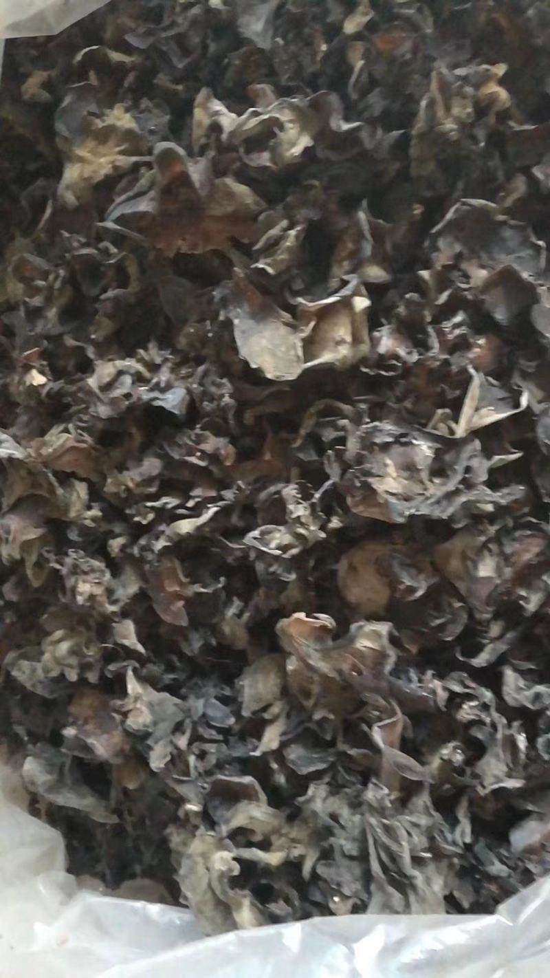云南深山老林木耳产地大量批发木耳干品量大从优