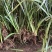 大别山石菖蒲苗子