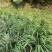 大别山石菖蒲苗子