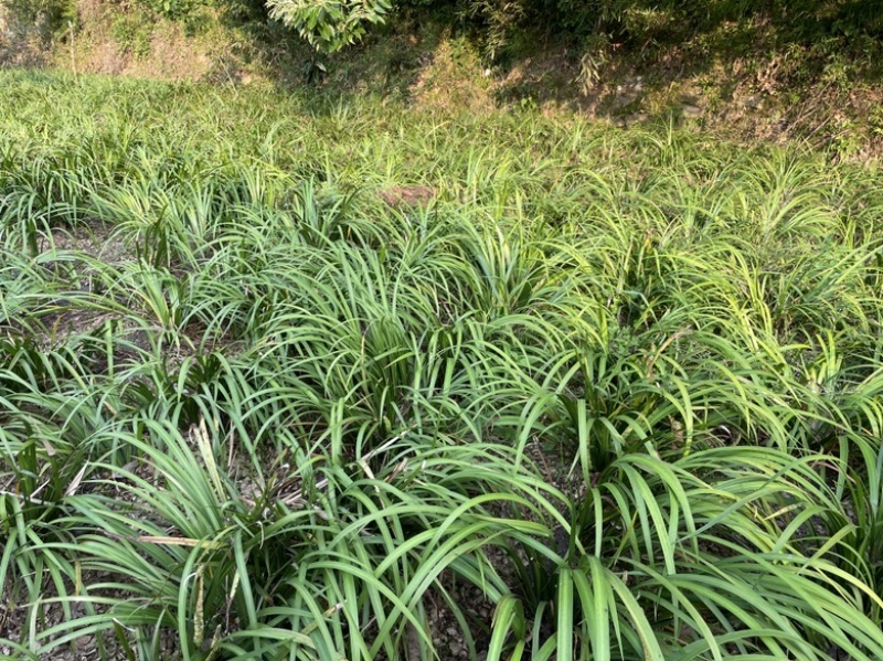 大别山石菖蒲苗子