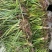 大别山石菖蒲苗子