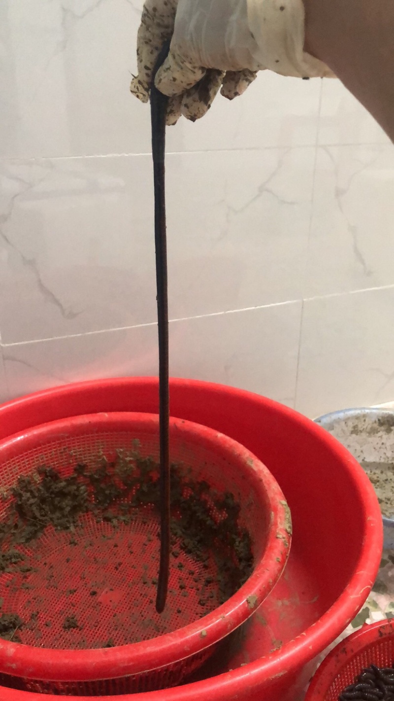 出售蚯蚓，可钓鱼，可作种，可药用，可做鱼饵，买家自提