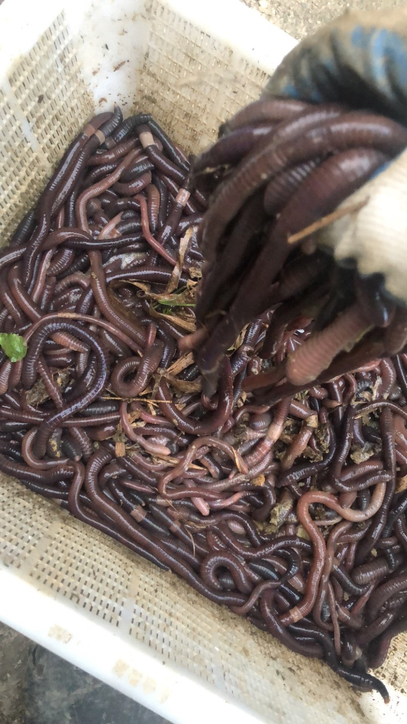 出售蚯蚓，可钓鱼，可作种，可药用，可做鱼饵，买家自提
