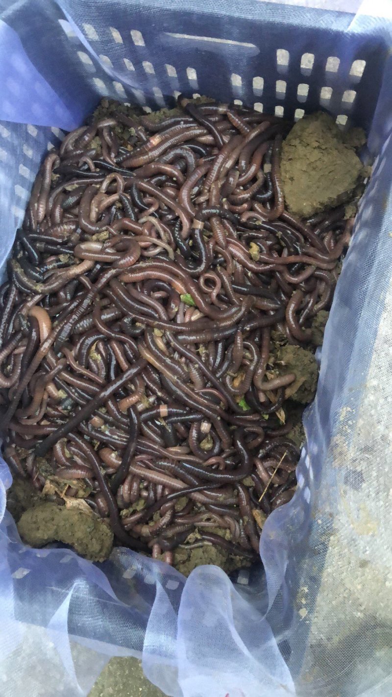 出售蚯蚓，可钓鱼，可作种，可药用，可做鱼饵，买家自提