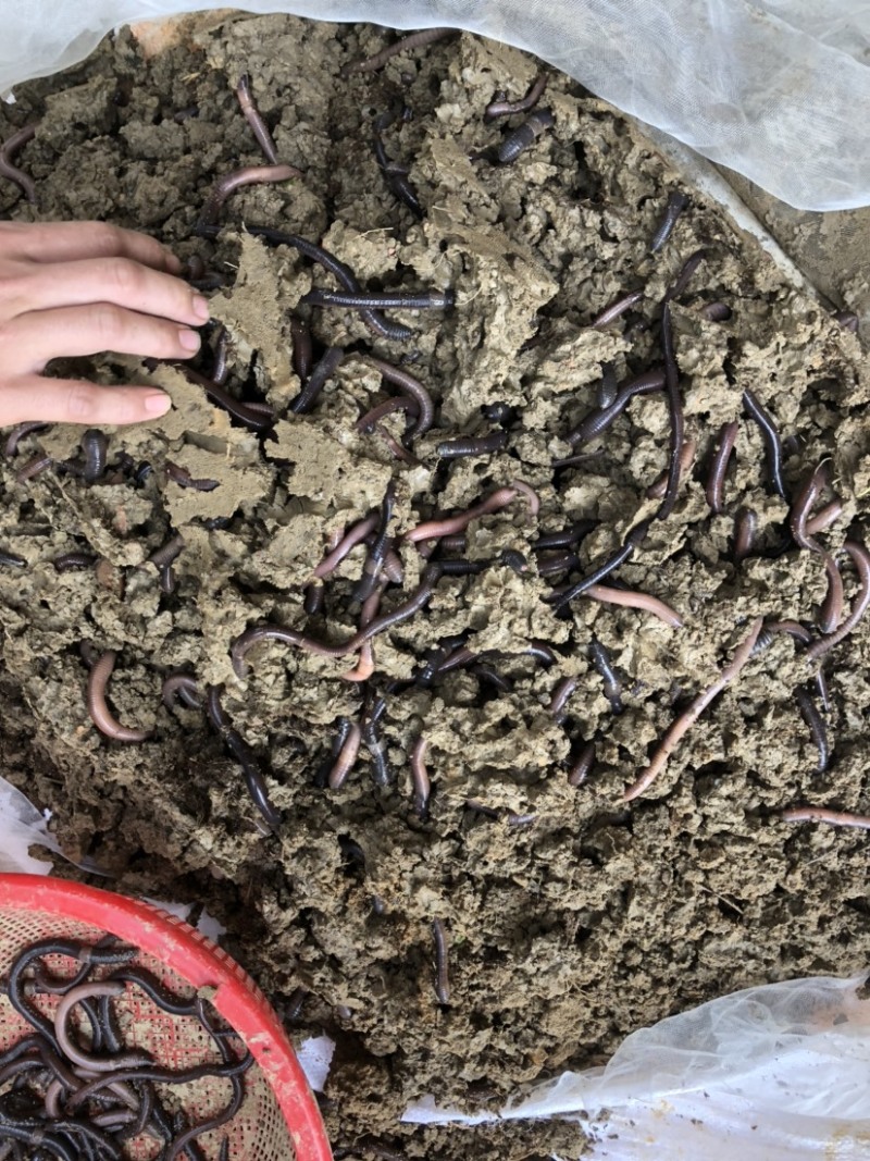 出售蚯蚓，可钓鱼，可作种，可药用，可做鱼饵，买家自提