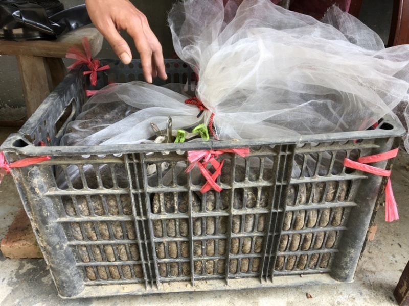 出售蚯蚓，可钓鱼，可作种，可药用，可做鱼饵，买家自提