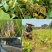 豆腐干贵州大方六龙手工手撕臭豆腐张家豆腐干是值得信赖