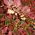 苗木种子红叶小波种子红叶小檗种子彩色苗木种子紫叶小檗种