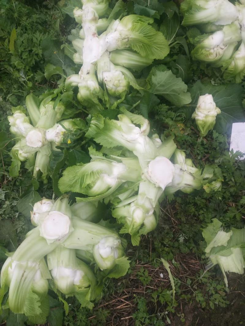 精品特早儿菜，基地货，无代收，你有量，我有价，全国走车