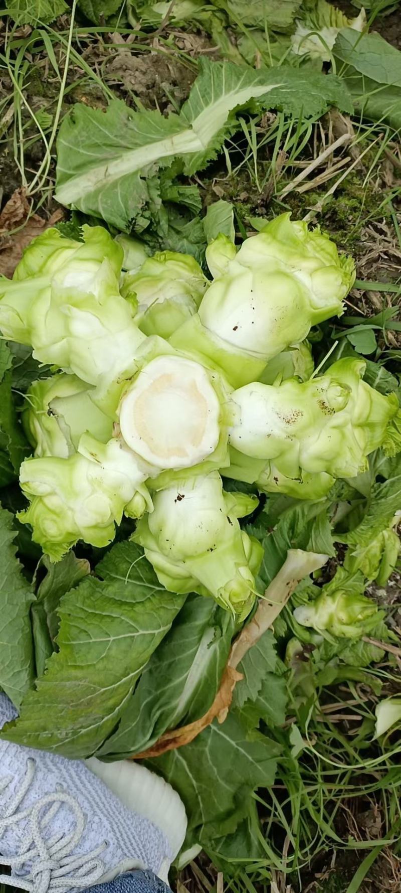 精品特早儿菜，基地货，无代收，你有量，我有价，全国走车