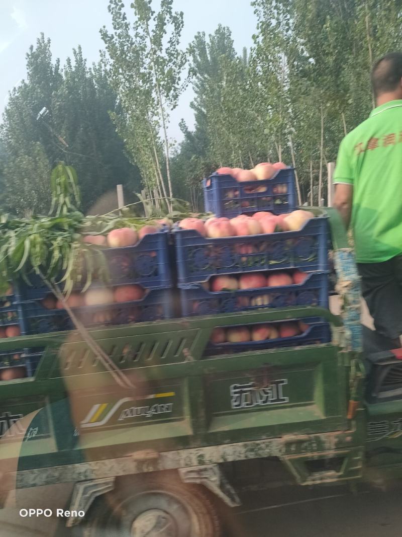久保桃，罐头桃，小久保桃，大久保桃，，产地直发，北京十四