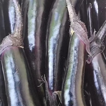 茄子