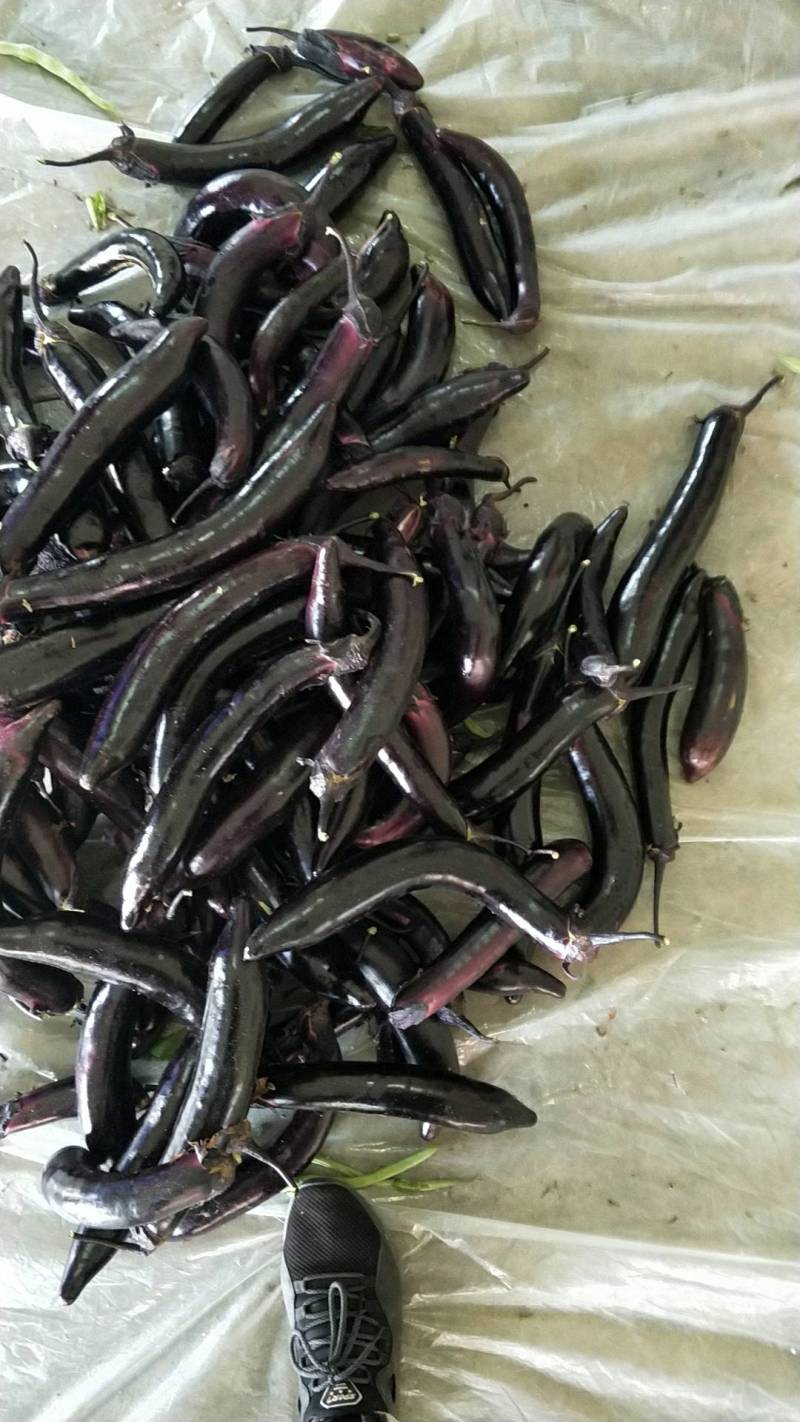 茄子