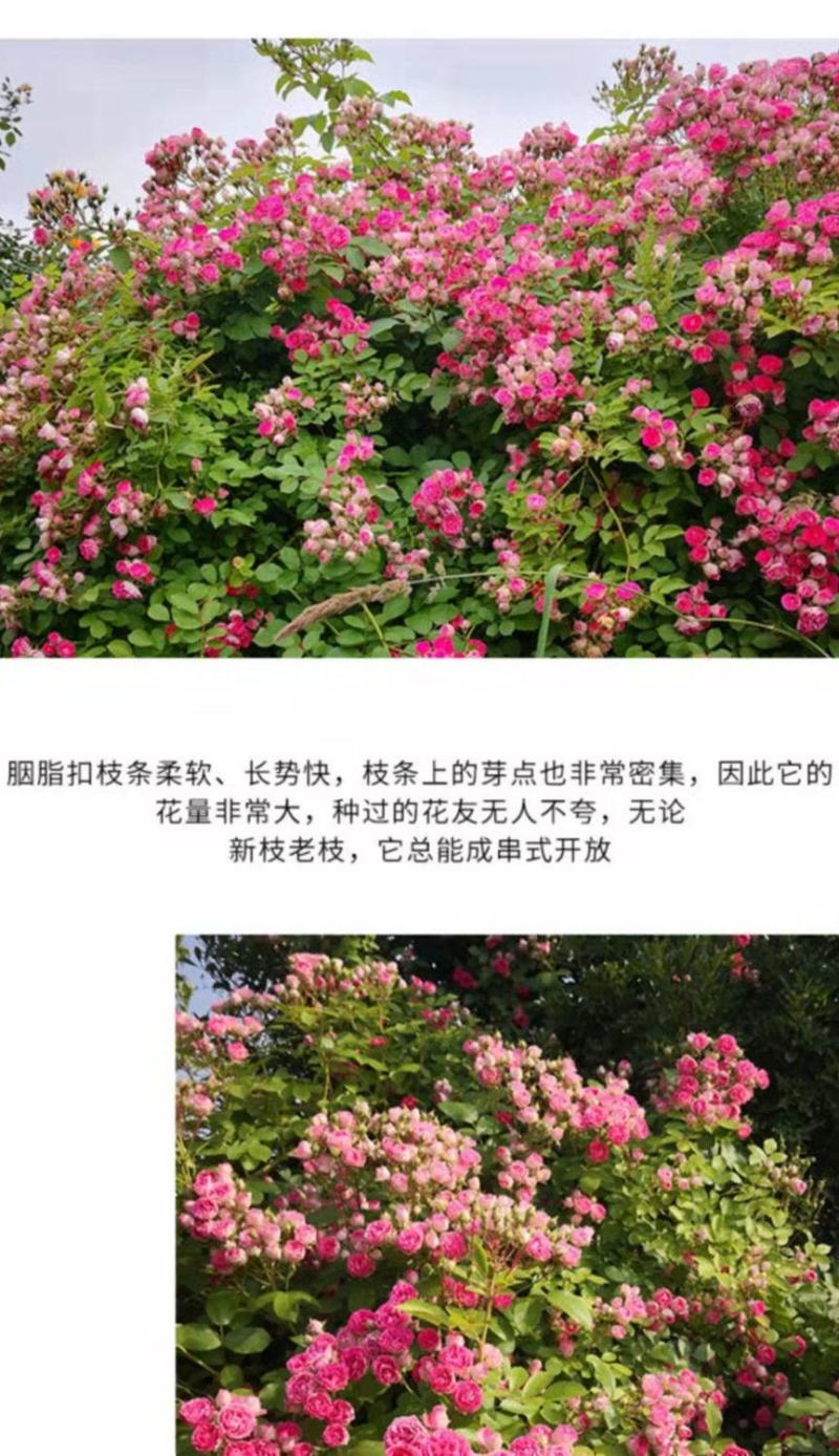 胭脂扣欧月藤本月季花苗爬藤庭院阳台盆栽爬藤攀援玫瑰花苗