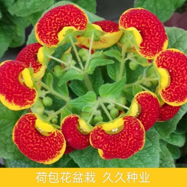 耐冻耐寒花卉室外荷包花盆栽花苗阳台庭院开花植物带花苞冬季