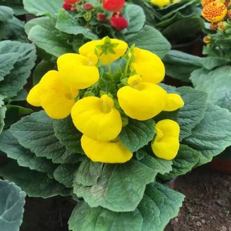 耐冻耐寒花卉室外荷包花盆栽花苗阳台庭院开花植物带花苞冬季