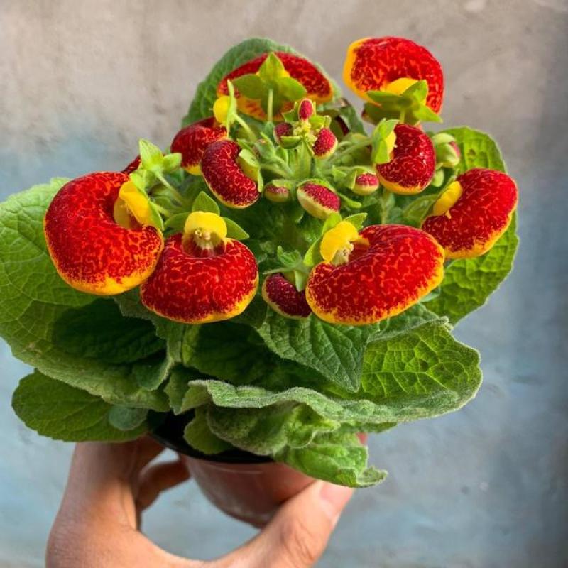耐冻耐寒花卉室外荷包花盆栽花苗阳台庭院开花植物带花苞冬季