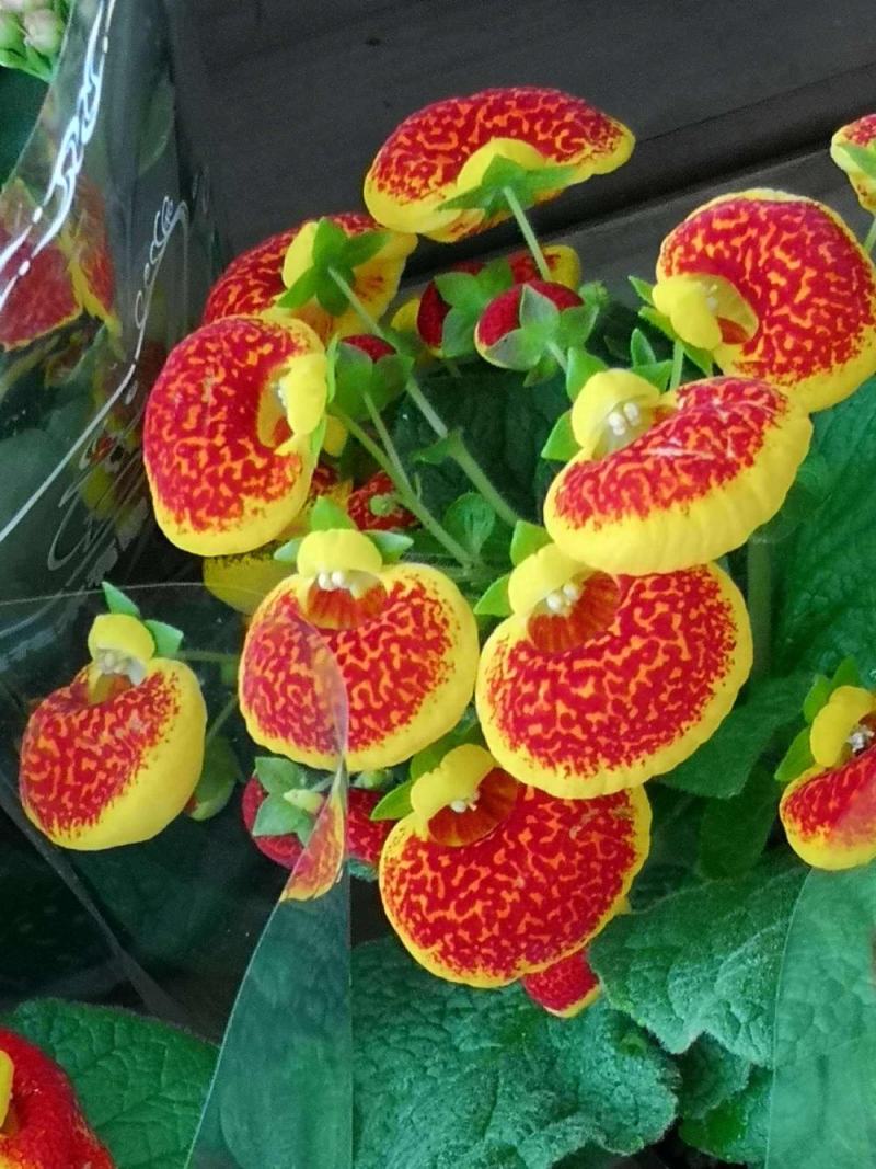 耐冻耐寒花卉室外荷包花盆栽花苗阳台庭院开花植物带花苞冬季