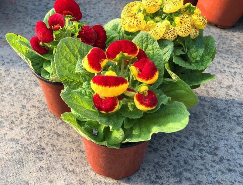 耐冻耐寒花卉室外荷包花盆栽花苗阳台庭院开花植物带花苞冬季