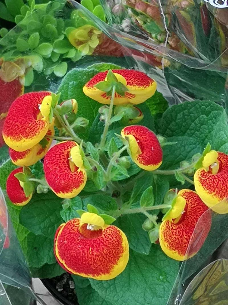 耐冻耐寒花卉室外荷包花盆栽花苗阳台庭院开花植物带花苞冬季